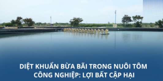 Diệt khuẩn bừa bãi trong nuôi tôm công nghiệp: Lợi bất cập hại